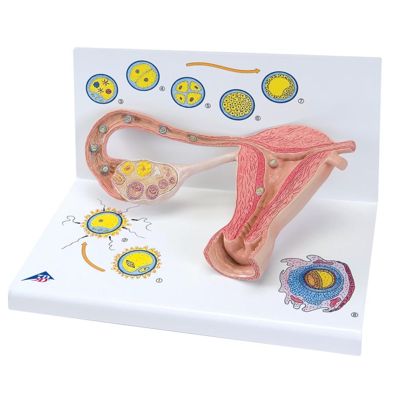 Stages of Fertilisation and the Development of the Embryo (2x Life-Size)