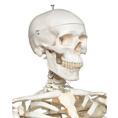 Skeleton stan is a great educational aid Skeleton Stan Is A Great Educational Aid