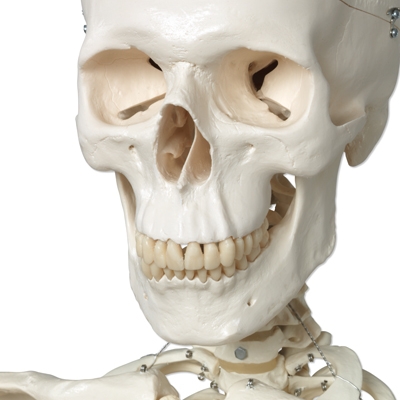 Detail of the skull of the Stan A10 Skeleton Skeleton Stan's Skull Detail