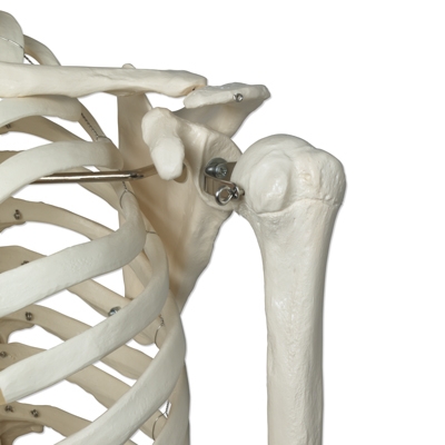 Stan is held with metal pins for greater stability and durability Sturdy Skeleton Stan Held With Pins
