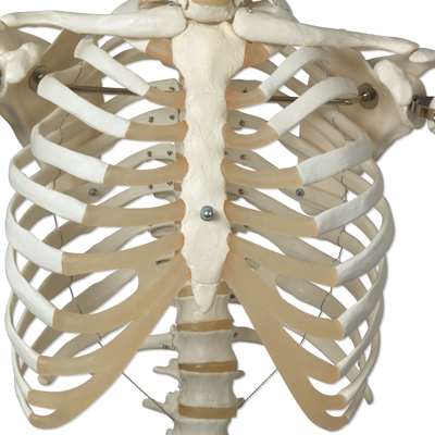 The A10 Skeleton features limb weights similar to an actual human body Skeleton Stan Limbs Weigh Close To Actual Human Limbs
