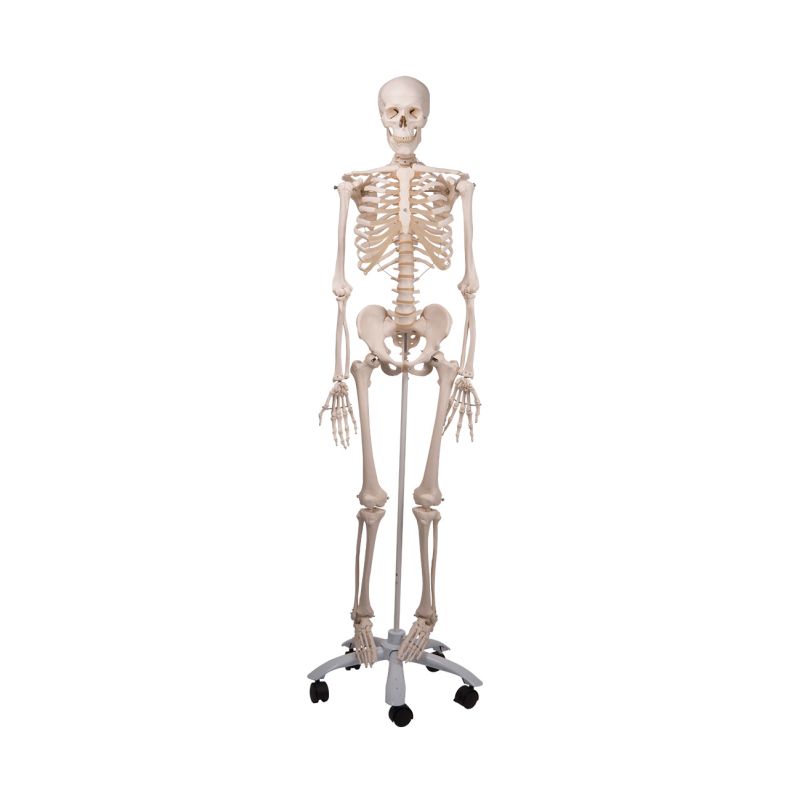 Full Size Skeletons