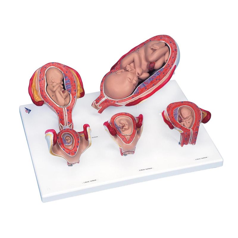 Standard Pregnancy Series Anatomical Foetus Model Set LabWorld.co.uk