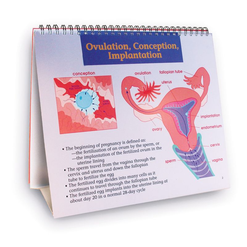 Understanding Birth Control Flip Chart - LabWorld.co.uk
