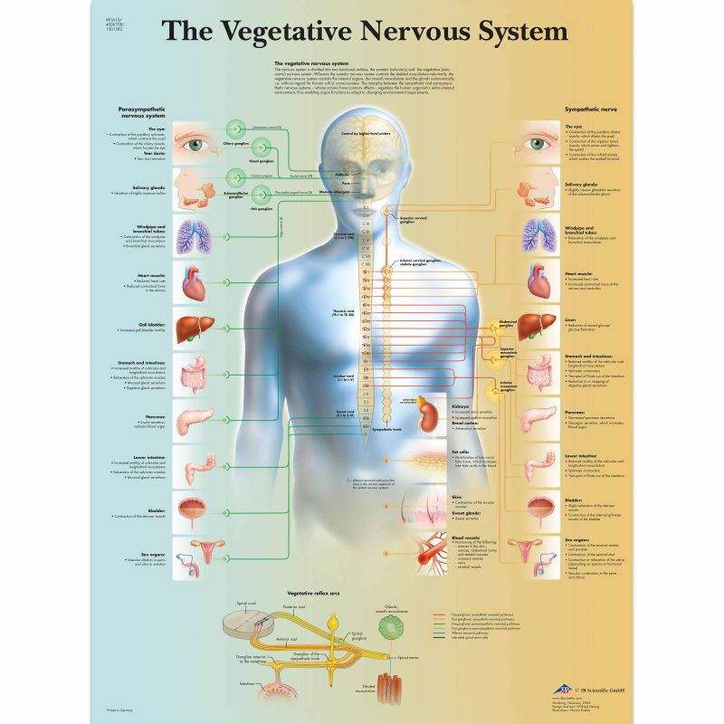 Vegetative Nervous System Chart