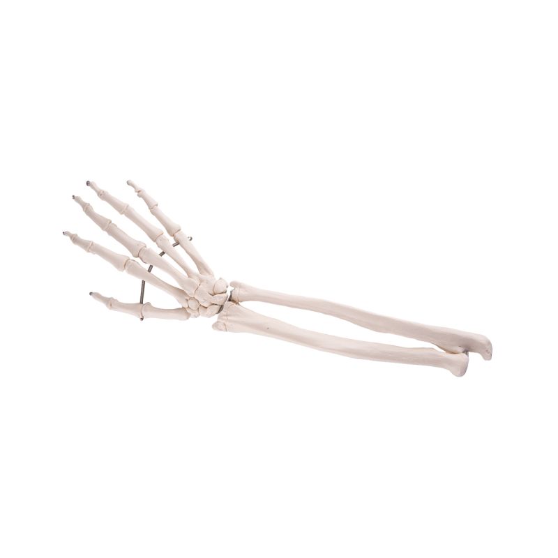 Wire Mounted Hand Skeleton with Ulna Radius