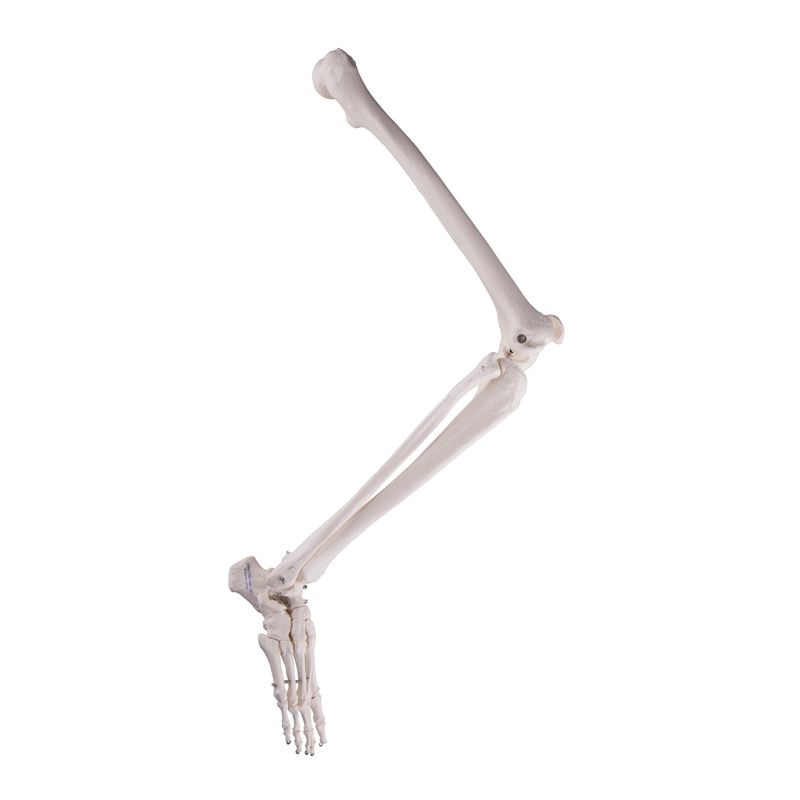Wire Mounted Leg Skeleton