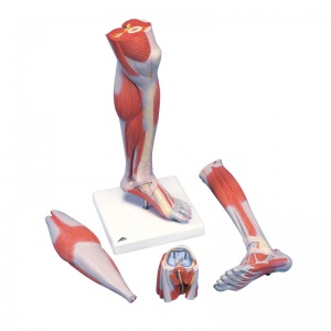 Life-Size Lower Muscle Leg Model with Knee (3-Part)