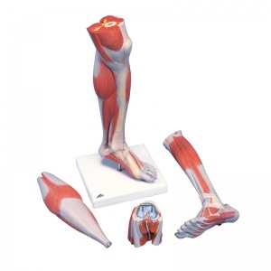 3/4 Life-Size Muscle Leg Model (9-Part) - LabWorld.co.uk
