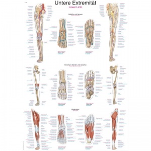 Erler-Zimmer Lower Limb Anatomy Educational Chart