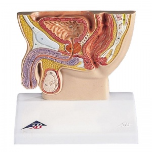 Male Pelvis Section Half Life-Size Model