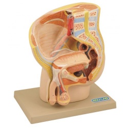 Male Pelvis Section Model