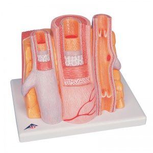 MICROanatomy Artery and Vein Model