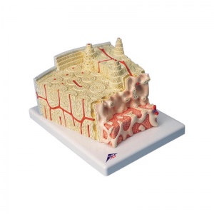 3B Microanatomy Bone Structure Model