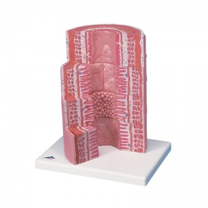 MICROanatomy Digestive System Model