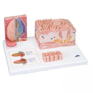 MICROanatomy Tongue Model