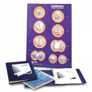 Mitosis Model Activity Set