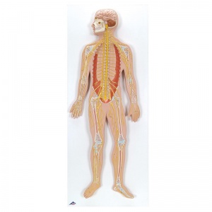 Nervous System Model