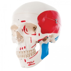 Painted Classic Human Skull Model (3-Part)