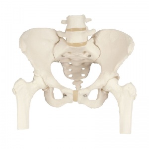 Pelvic Skeleton Model with Femur Heads