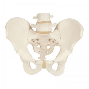 Pelvic Skeleton Model (Female)