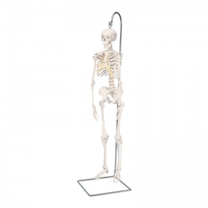Shorty the Mini Skeleton