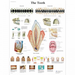 The Teeth Chart