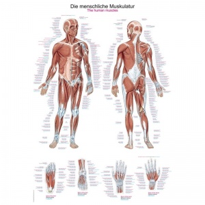 Erler-Zimmer Human Muscle Anatomy Educational Chart