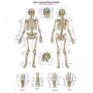Erler-Zimmer Human Skeleton Educational Anatomy Chart