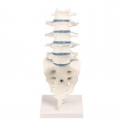 Erler-Zimmer Lumbar Vertebral Column