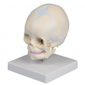Erler-Zimmer 30-Week Anatomical Fetal Skull Model (With Display Stand)