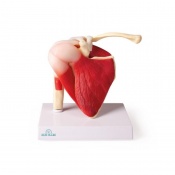 Erler-Zimmer Anatomical Shoulder Model with Muscles