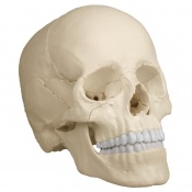 Erler-Zimmer 22-Part Human Adult Skull Model