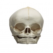 Erler-Zimmer 40-Week Anatomical Fetal Skull Model