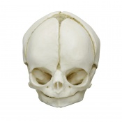 Erler-Zimmer 29-Week Anatomical Fetal Skull Model