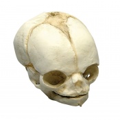Erler-Zimmer 21.5-Week Anatomical Fetal Skull Model