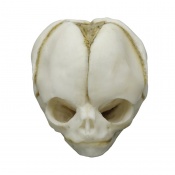 Erler-Zimmer 20-Week Anatomical Fetal Skull Model