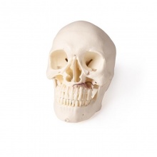 Erler-Zimmer 5-Part Dental Skull Model