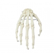 Erler-Zimmer Anatomical Skeleton Hand Model