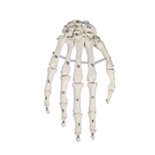 Erler-Zimmer Numbered Anatomical Hand Skeleton Model