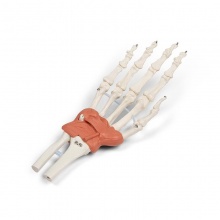 Erler-Zimmer Hand and Wrist Model With Carpal Tunnel and Ligaments