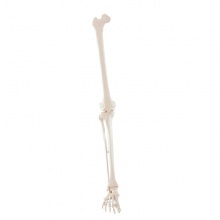 Erler-Zimmer Leg Skeleton Anatomy Model