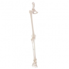 Erler-Zimmer Skeleton Leg Anatomy Model With Removable Half-Pelvis