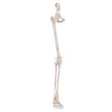 Erler-Zimmer Leg Skeleton Anatomy Model With Muscle Markings
