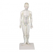 Erler-Zimmer Chinese Acupuncture Model (Female Figure)