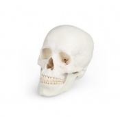 Erler-Zimmer 3-Part Educational Anatomical Skull Model (Adult Human)