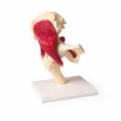 Erler-Zimmer Anatomical Hip Joint Model with Muscles and Ligaments