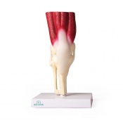 Erler-Zimmer Life-Size Knee Joint Model With Muscles And Ligaments