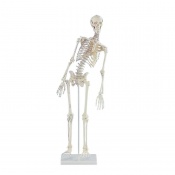 Erler-Zimmer Miniature Skeleton Model Fred with Moveable Spine