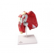 Erler-Zimmer Anatomical Shoulder Model With Deep Muscles